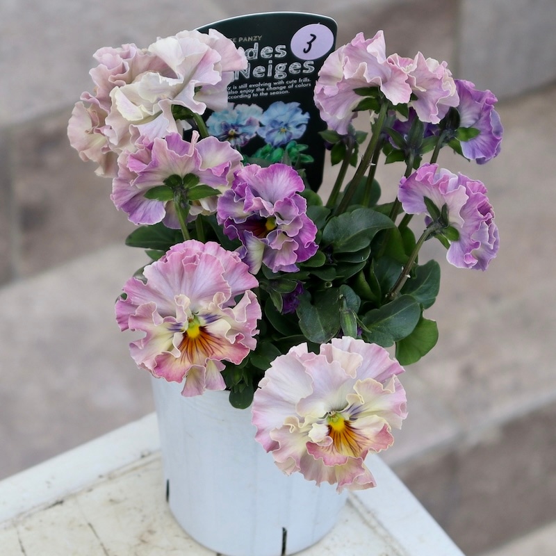 激レア品の限定販売】現品1点限り☆桂楓園さんのパンジー「フェデ