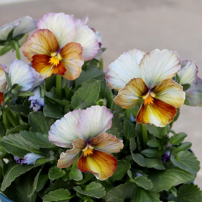 現品1点限り☆スペシャルなサトウ園芸さんのビオラ・ヌーヴェル