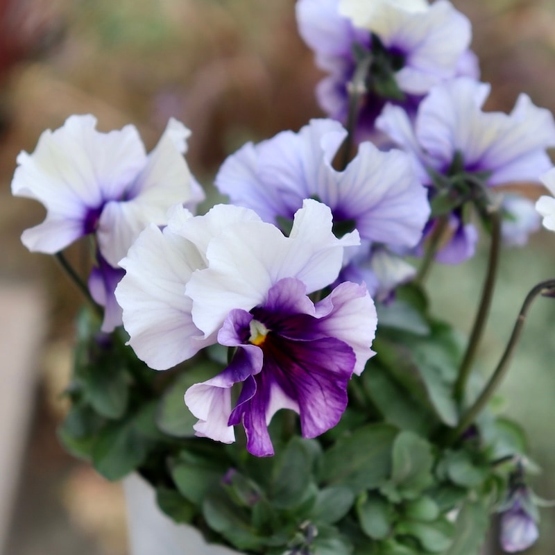 桂楓園さん育種「フェデネージュ」・～風散歩～