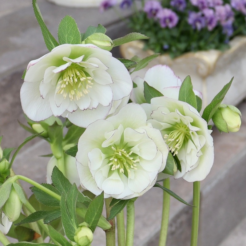 自然開花♪風散歩で3年】現品1点限り☆クリスマスローズ・セミダブル