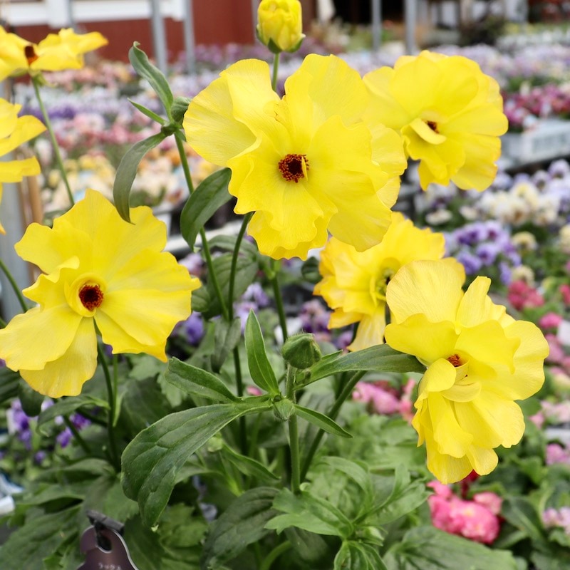 画像(最後の3枚)の現品1点限り☆超特大☆ラナンキュラス・ラックス