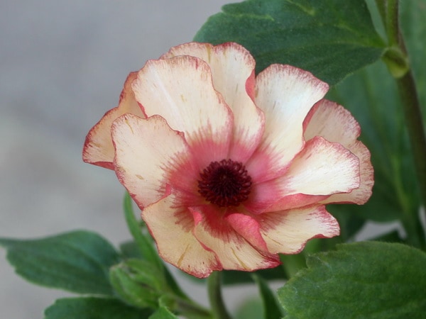 画像の現品☆5号鉢仕立てのラナンキュラス・ラックス「テセウス」