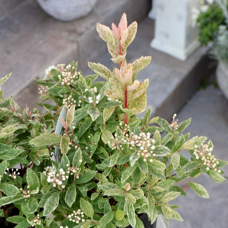 葉も美しい斑入りコデマリ「桜でまり(ピンクアイス)」(3号ロングポット)