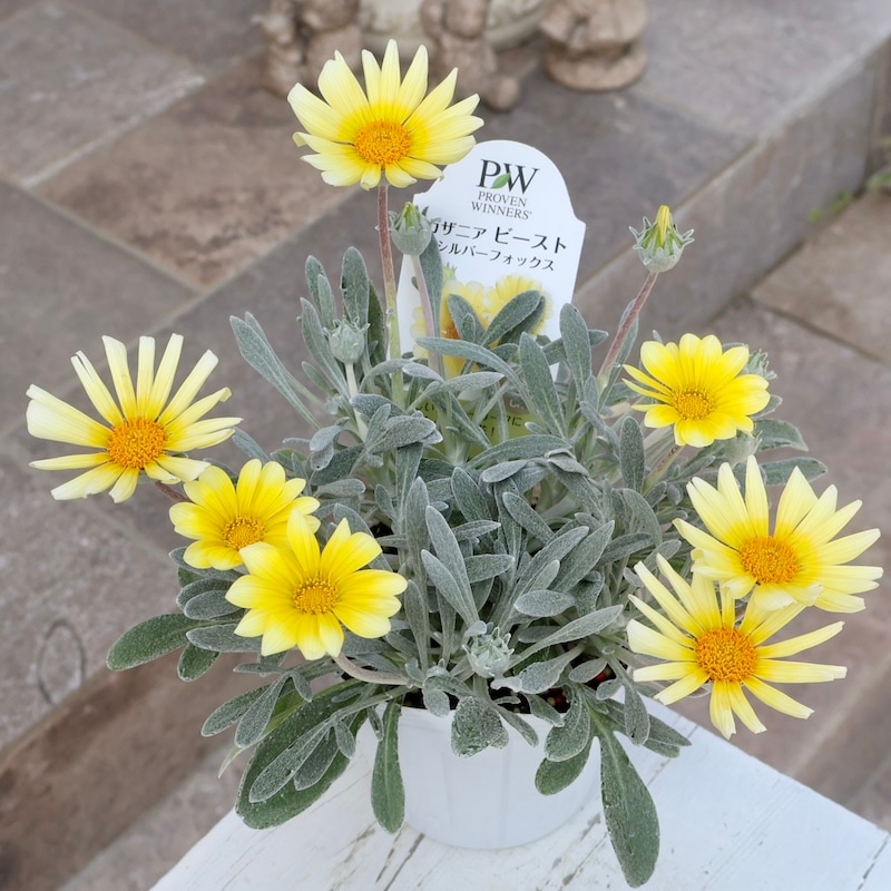 ガザニアシルバーフォックス12ポット 強くて美しいシルバーリーフ