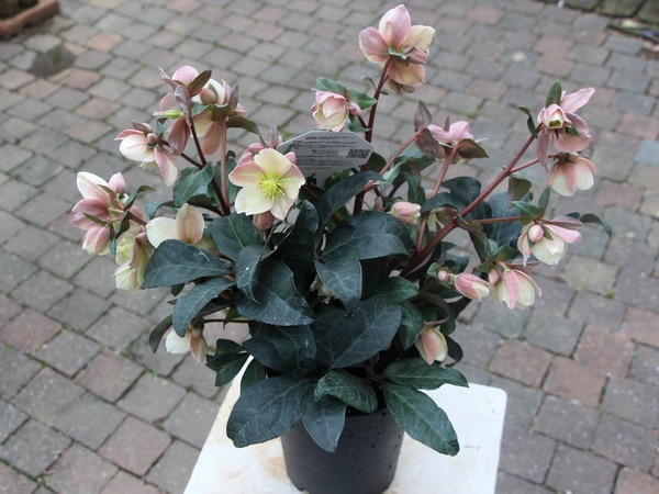 クリスマスローズ・HGC「マエストロ」5.5号おしゃれ鉢