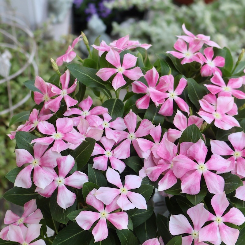 北島園芸さんのビンカ(日々草)「ピンクストライプ」(3.5号ポット)