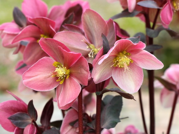 クリスマスローズ・HGC「ピンクフロスト」4.5号鉢