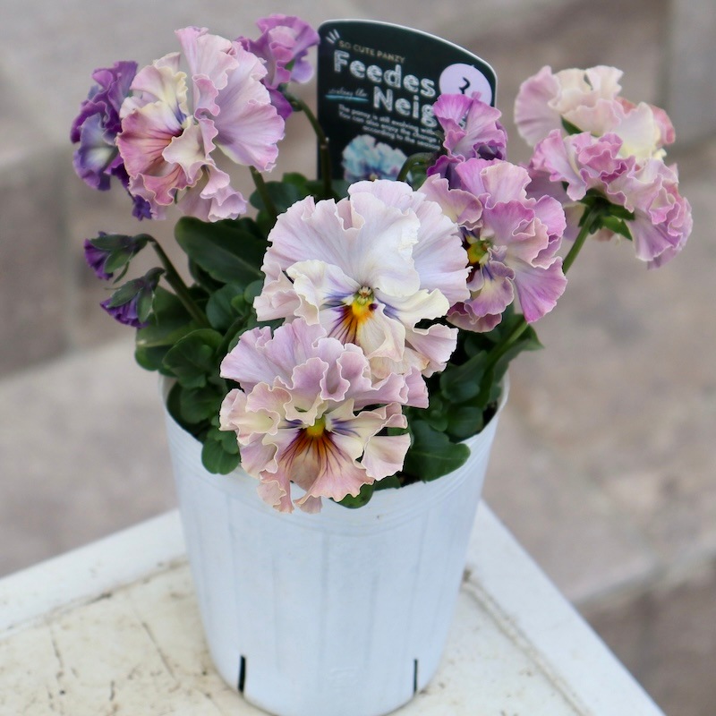 激レア品の限定販売】現品1点限り☆桂楓園さんのパンジー「フェデ