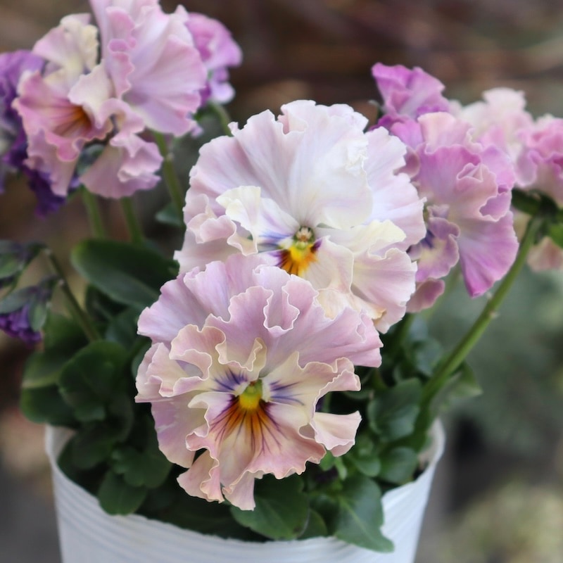 激レア品の限定販売】現品1点限り☆桂楓園さんのパンジー「フェデ