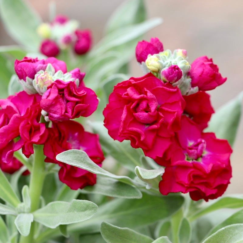 咲き始めの開花株♪八重咲きストック・ベイビー「レッド」(3.5号ポット)