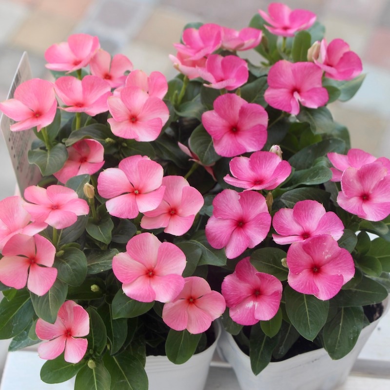 ビンカ(日々草)「びーだまパープル」(3.5号ポット)