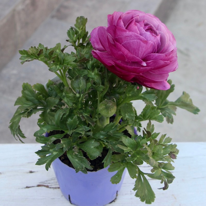 現品1株限り!!ラナンキュラス「マシェ」22-11番(3.5号ポット)