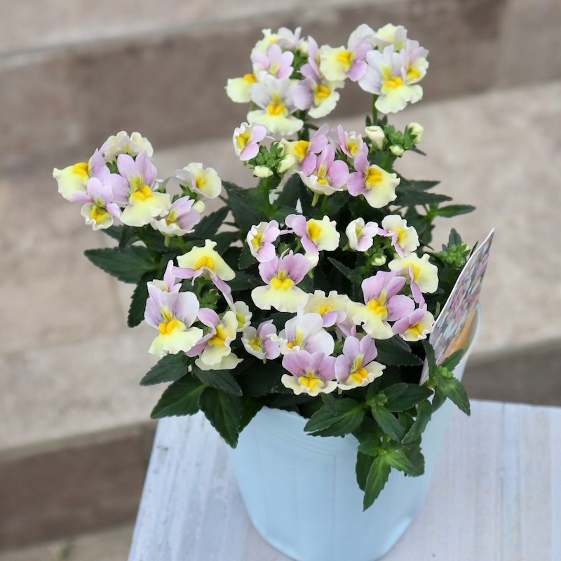 ネメシア「レモンパイNEO」(3号ロングポット)