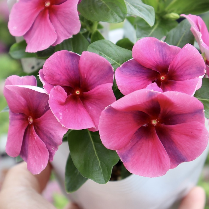 北島園芸さんのビンカ(日々草)「オリジナル(ワインレッドフリル)WR-F