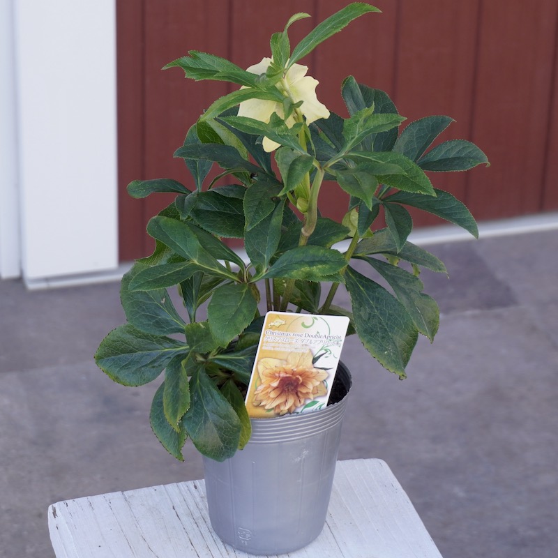 クリスマスローズ「ダブルアプリコット系」3.5号ロングポット