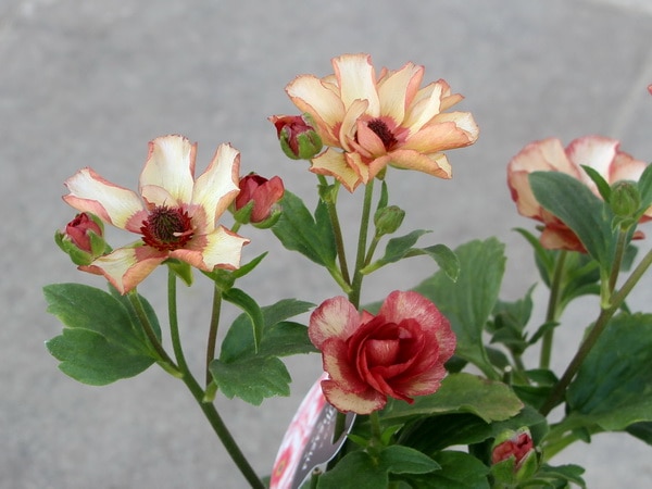 画像の現品☆5号鉢仕立てのラナンキュラス・ラックス「テセウス」