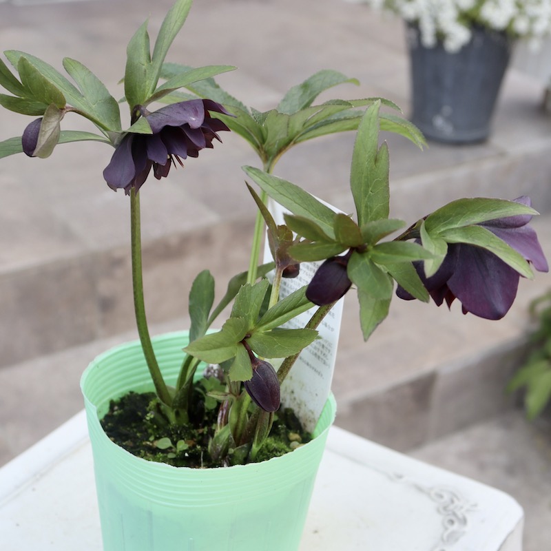 画像の現品1株限り!! 3年物?クリスマスローズ「ダブルブラック系」3.5