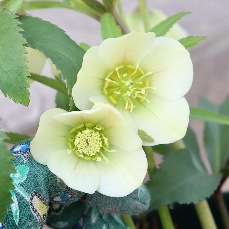 自然開花♪風散歩で4年》超お買得1点物☆クリスマスローズ・中輪