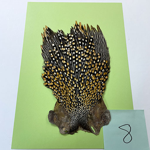 ジャングルコック