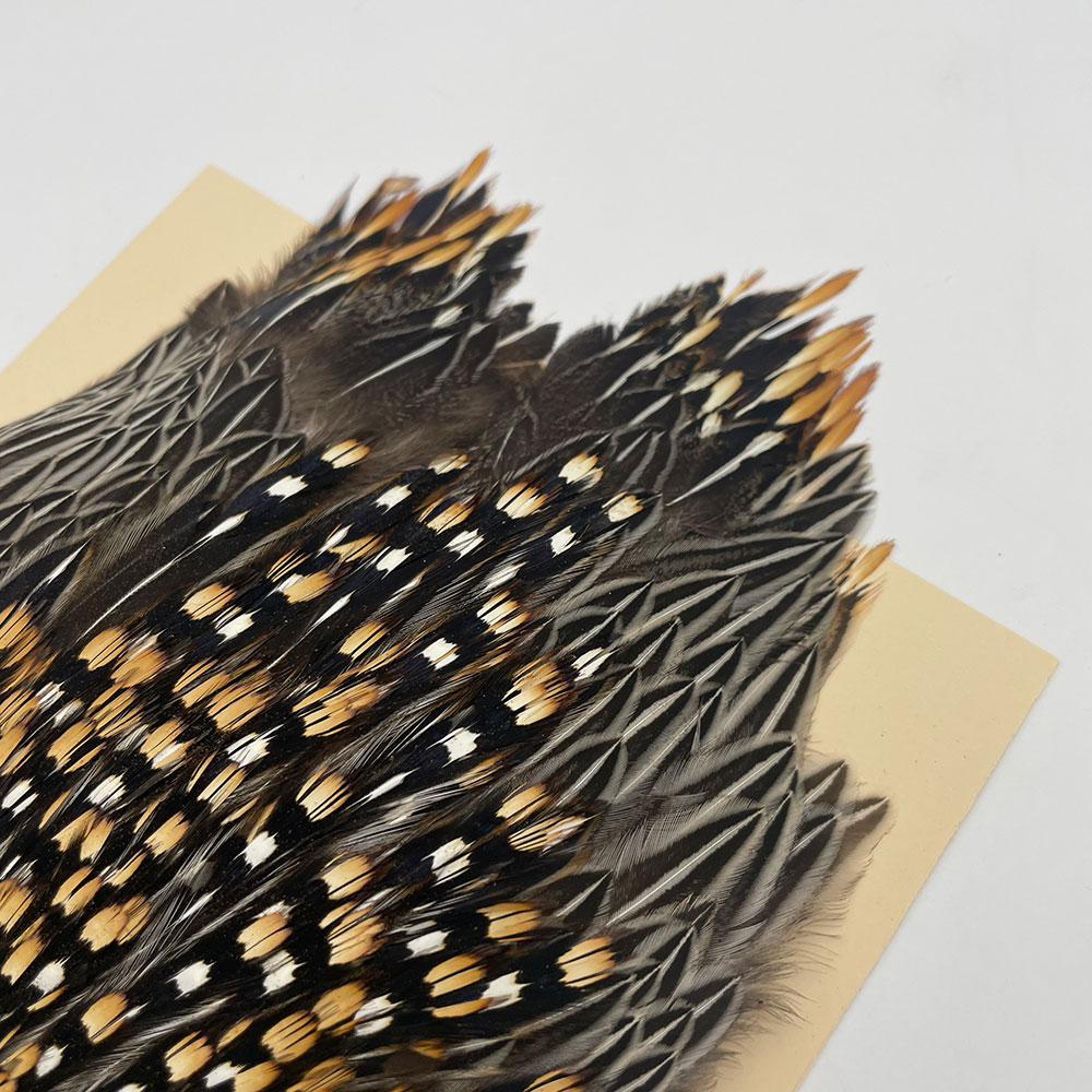 Ken-Cube ジャングルコック Grade A （No.1）