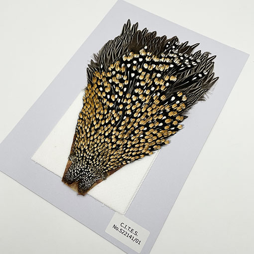 10_000000001598.jpg?1728888032