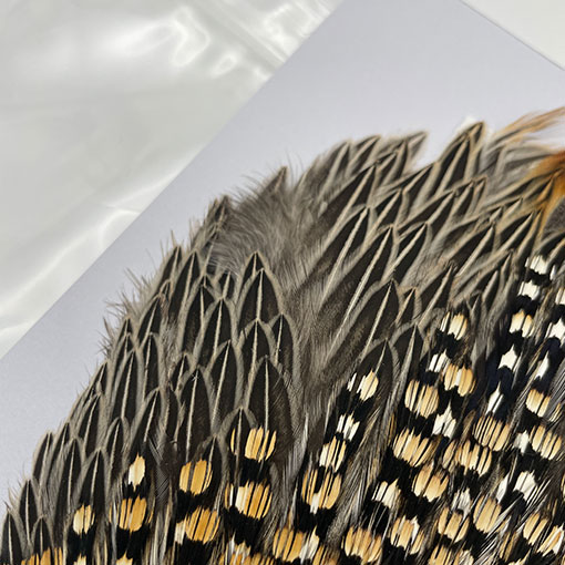 CANAL社 ジャングルコック（No.2）