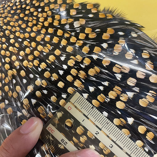 Ken-Cube ジャングルコック Grade SA （No.1）