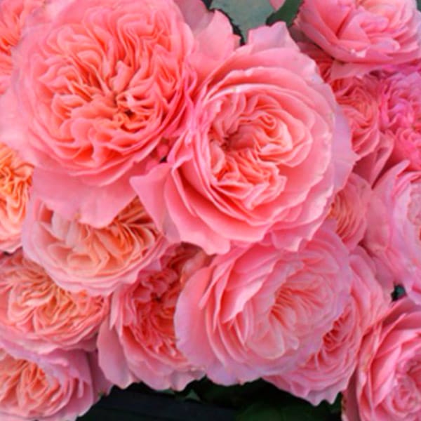 バラ苗 図鑑 せん Sen 国産ノイバラ台木使用 | 京阪園芸 | コマツ