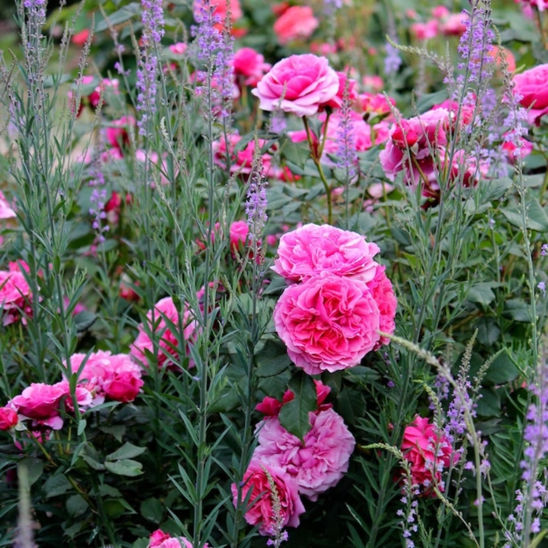 バラ苗 予約新苗 2026 ラデュレ Laduree 国産ノイバラ台木使用 | 予約