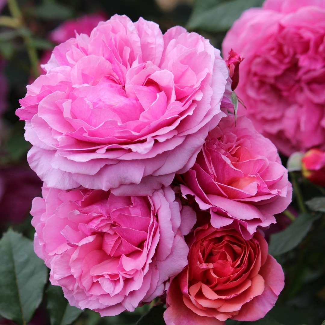 バラ苗 予約新苗 2026 ラデュレ Laduree 国産ノイバラ台木使用 | 予約