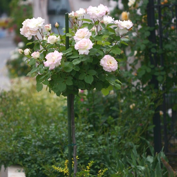 バラ苗 スタンダードローズ 2026 マチルダ STD 1.2m 国産ノイバラ台木