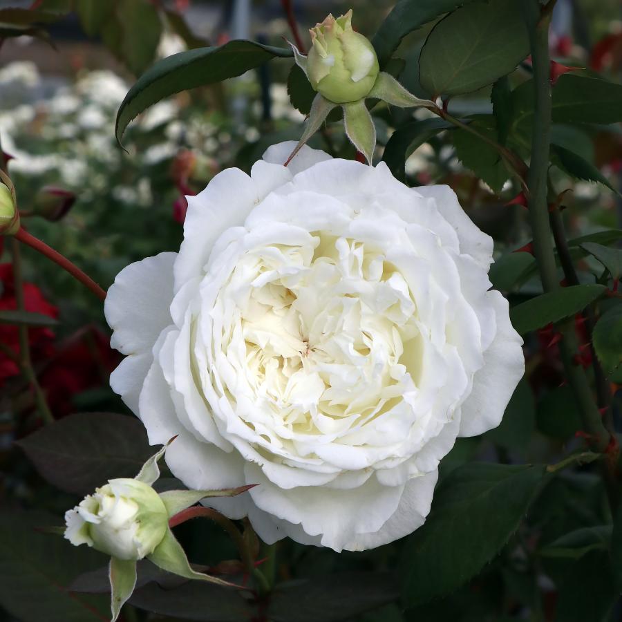 バラ苗 スタンダードローズ 2026 セレニティ (旧名ドレッシー） STD