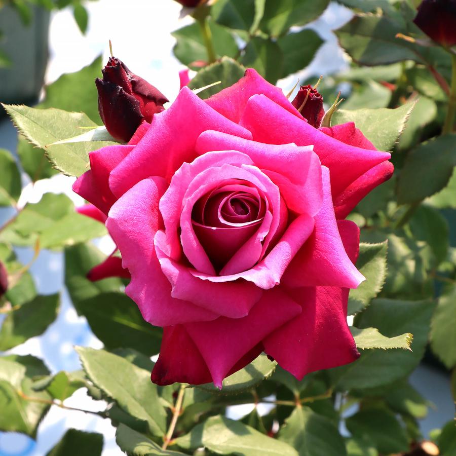 バラ苗 スタンダードローズ 2026 レディソウル STD 1.2m 国産ノイバラ