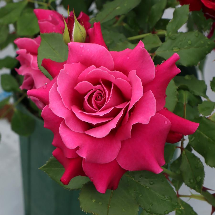 バラ苗 スタンダードローズ 2026 レディソウル STD 1.2m 国産ノイバラ