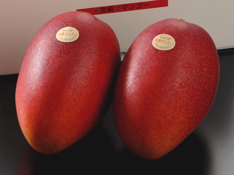 お取り寄せの達人|【予約】宮崎産完熟マンゴー 4L×2玉