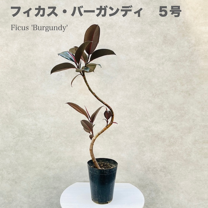 観葉植物 黒ゴムの木 フィカス・バーガンディ 5号鉢 75cm 曲がり樹形