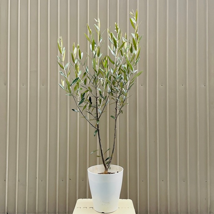 現品 オリーブの木 ひなかぜ 6号鉢苗 鉢底から100cm程度 直立型
