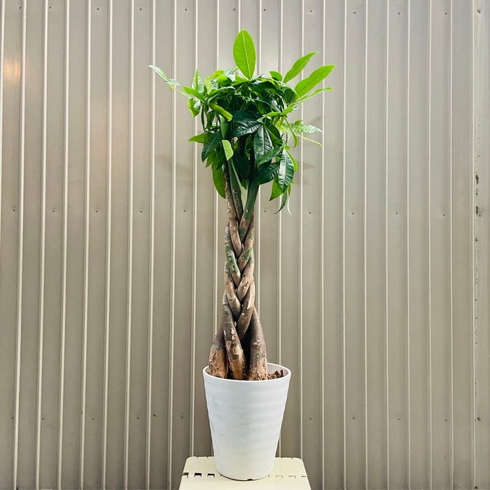 観葉植物 パキラ 5本編み 7号鉢 大型株 95cm 編み込み 発財樹 幸運の樹