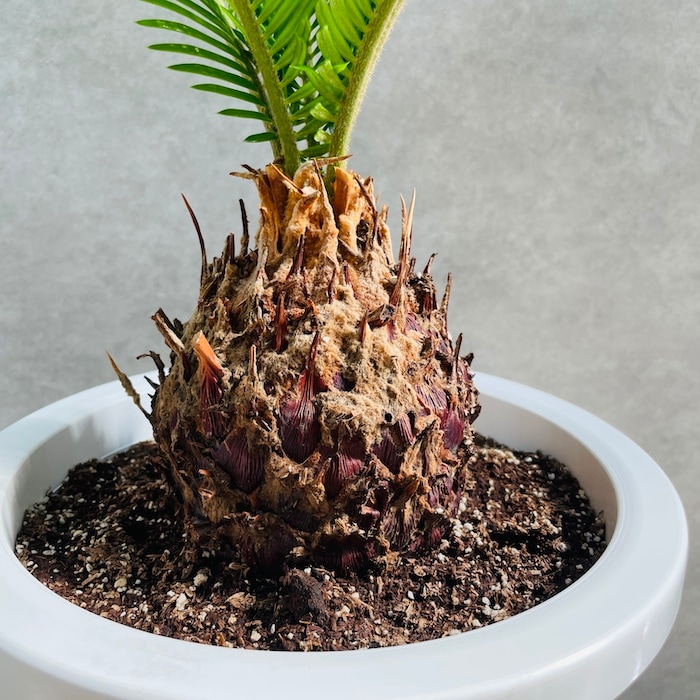 ソテツ 蘇轍 南国植物 鉢付き 熱帯植物 観葉植物 メキシコソテツ