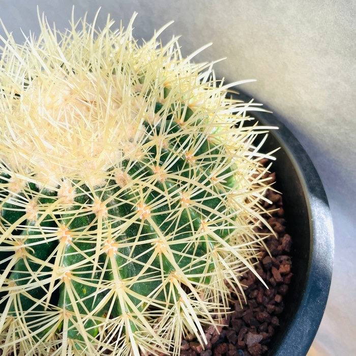 サボテンの王様 金鯱 12号鉢 大型 特大 観葉植物 多肉植物 金シャチ