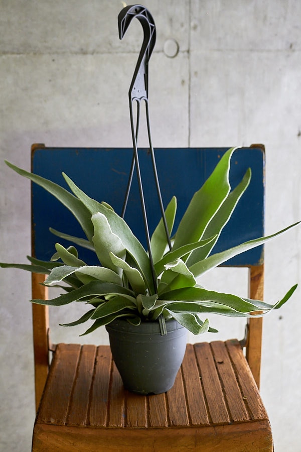 ビカクシダ ビーチ― | 観葉植物・その他植物 | NIKO FLOWERS+