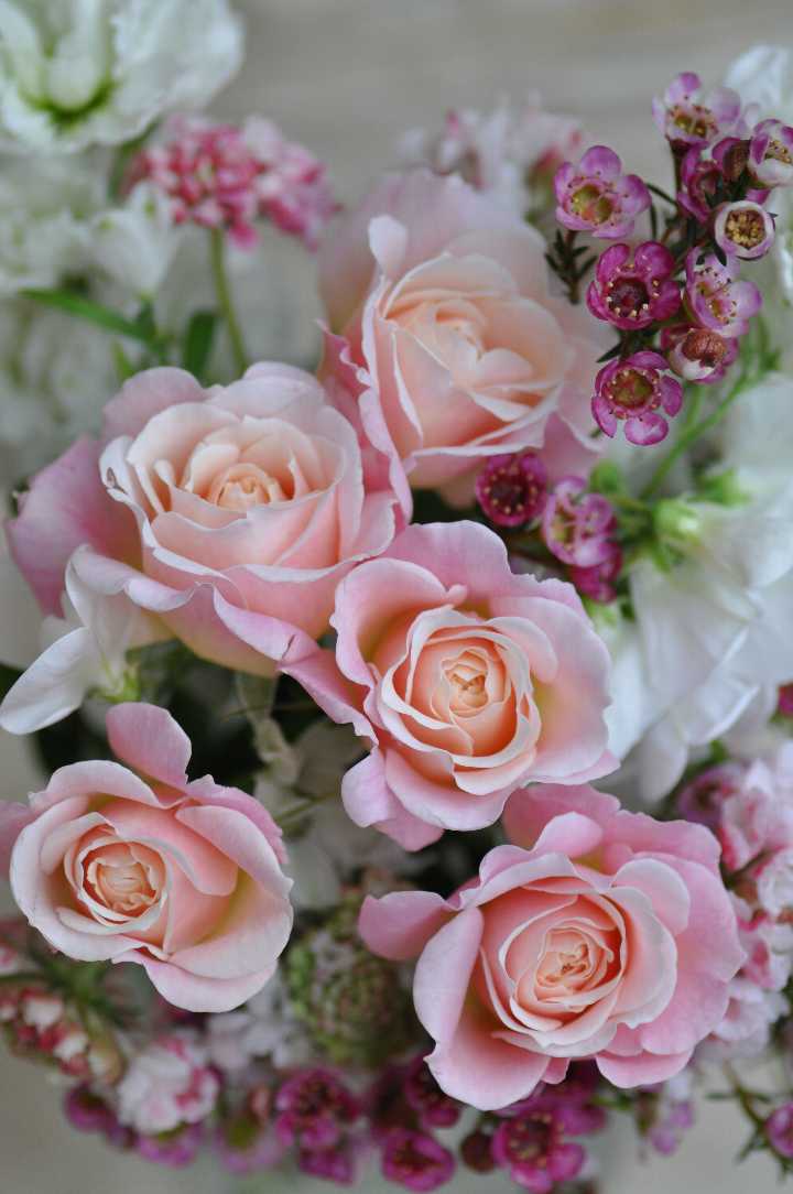 シュシュ（大苗）7号鉢植え バラ苗 《農林水産省 登録品種》 河本バラ