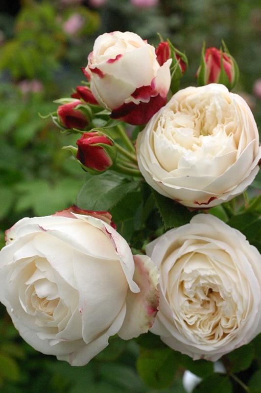 エリアーヌ・ジレ（大苗） 7号鉢植え バラ苗 《契約品種》 四季咲き