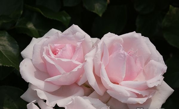 プチ・トリアノン（大苗）7号鉢植え バラ苗 《農林水産省 登録品種