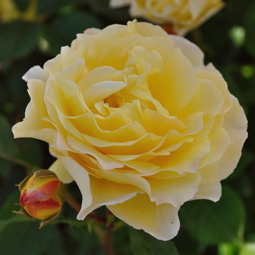 ミステリューズ（大苗）7号鉢植え バラ苗 《農林水産省 登録品種