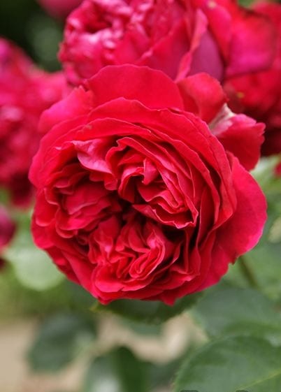 ルージュ・ピエール・ドゥ・ロンサール（大苗）7号鉢植え バラ苗