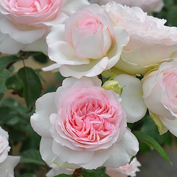 ロクサーヌ（大苗予約）7号鉢植え バラ苗 《農林水産省 登録品種