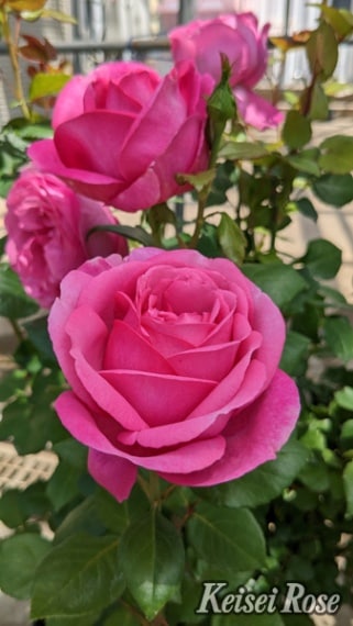 ディジリー（大苗）7号鉢植え バラ苗 《農林水産省 品種登録出願済