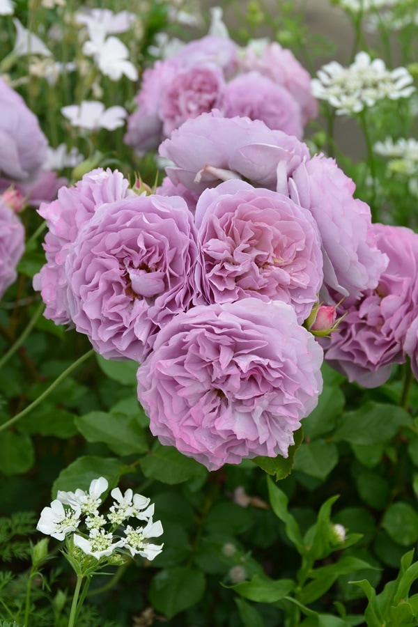 レヴリ（大苗）7号鉢植え バラ苗 《農林水産省 登録品種》 四季咲き中