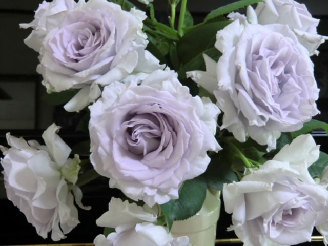 バラ苗 Roses,ブランド（ナーセリー）から選ぶ | バラとハーブの専門